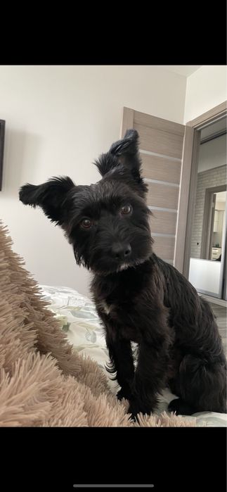 ВЯЗКА: мальчик «Чёрный йорк Бивер