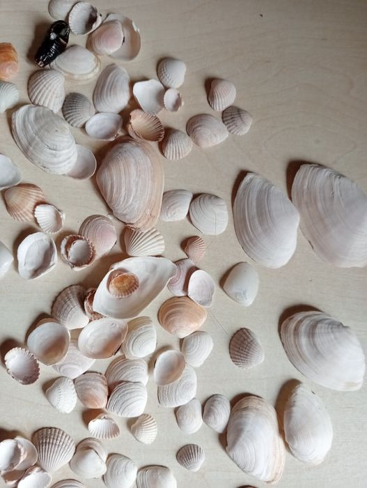 Muszle oceaniczne muszle