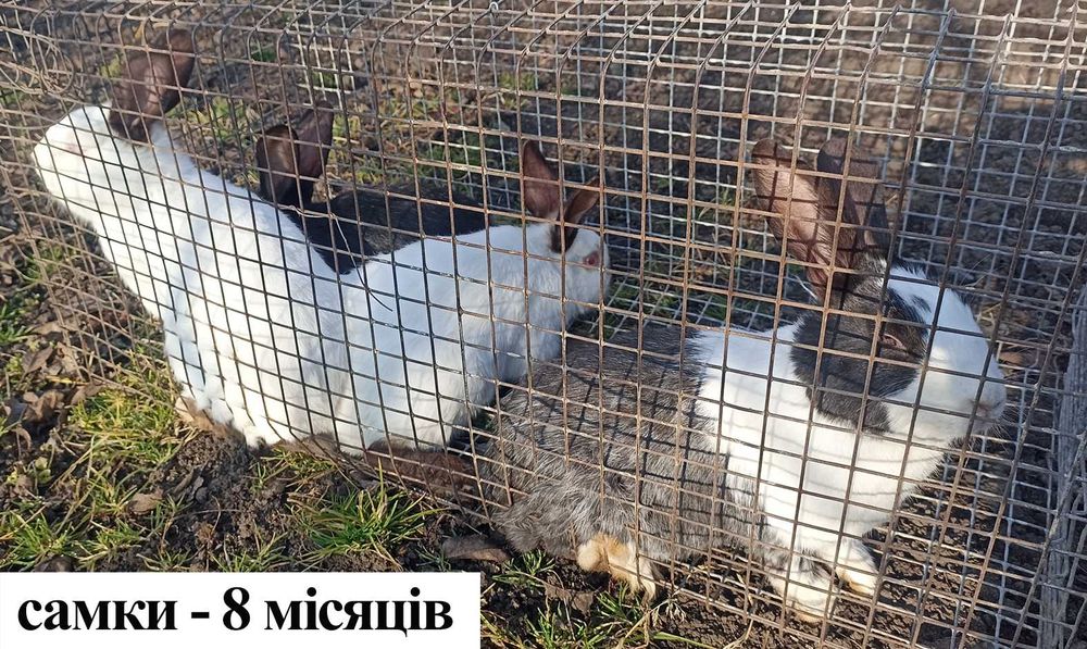 Продам кролі м. Вінниця