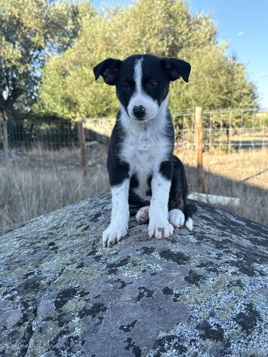 Border collie puro
