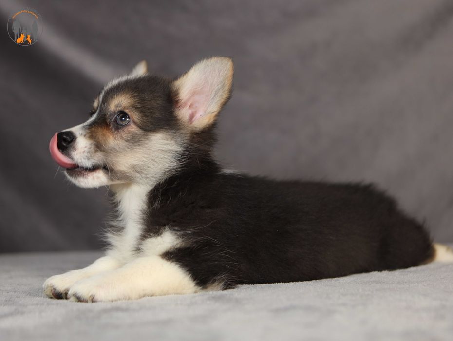 Welsh Corgi Pembroke po Championie