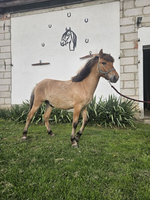 Sprzedam ogierka