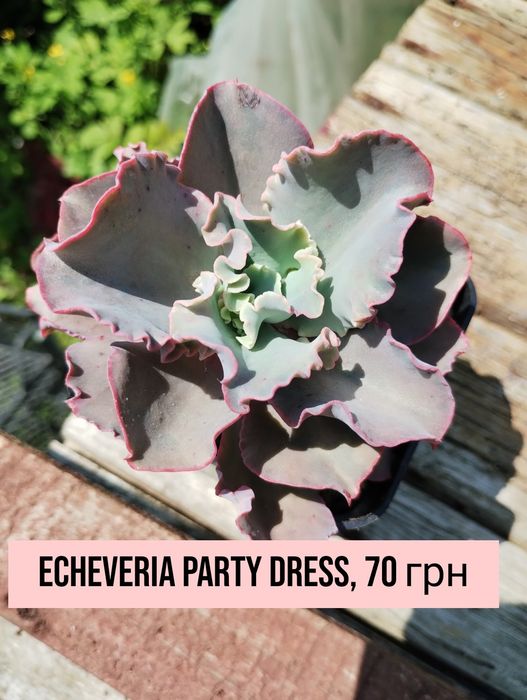 Сортові сукуленти