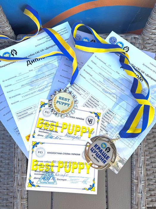Мальтезе. Щенок- чемпион Украины.