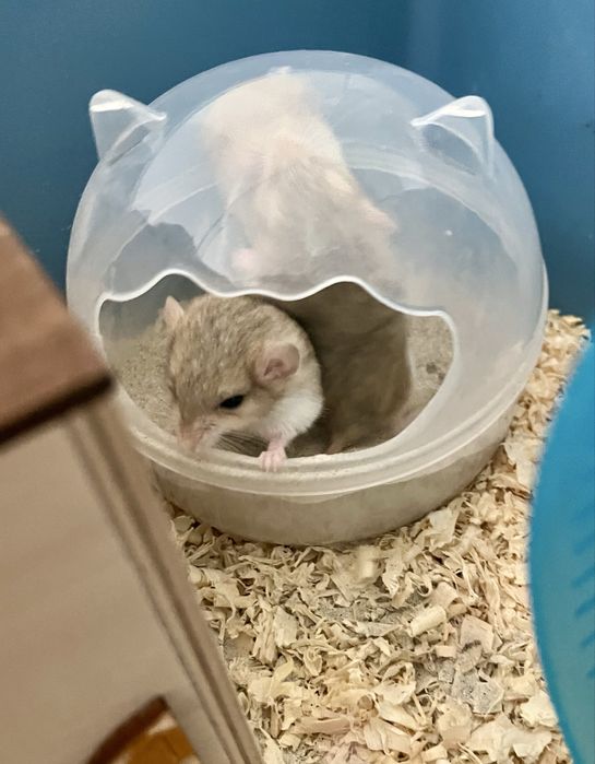 Tłustogon afrykański, nie chomik