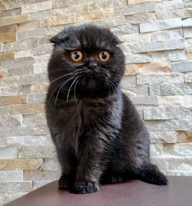 Kotka   szkocka ciemna czekolada  kot