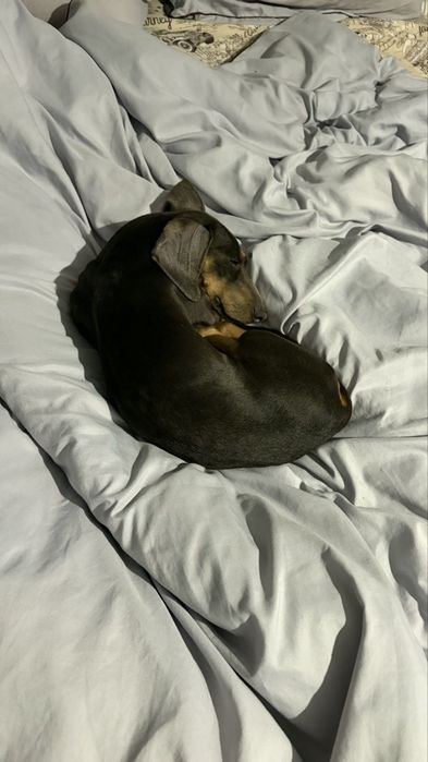 Догляд за котом чи собакою у Рівному