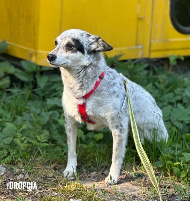 Delikatna, 10 kg, nieśmiała Dropcia. Adopcja
