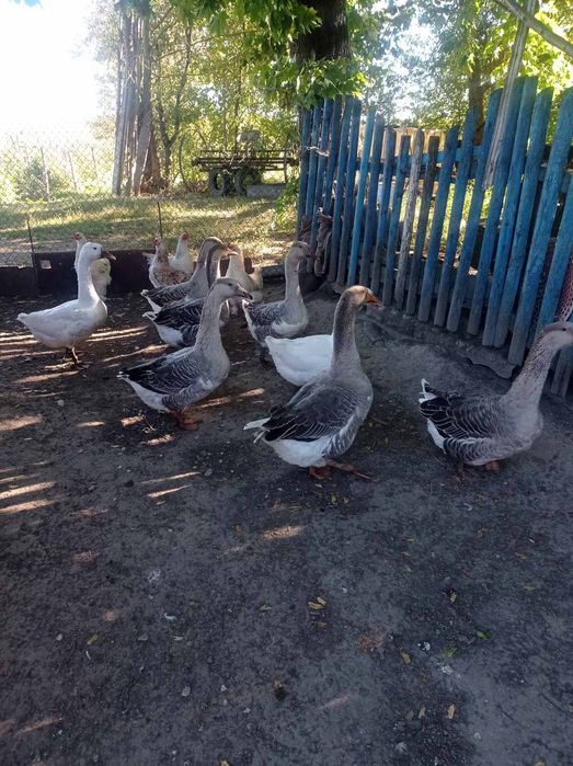Продам або обмінняю