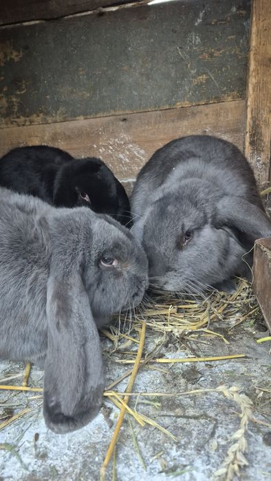 Продам кролів Французький баран