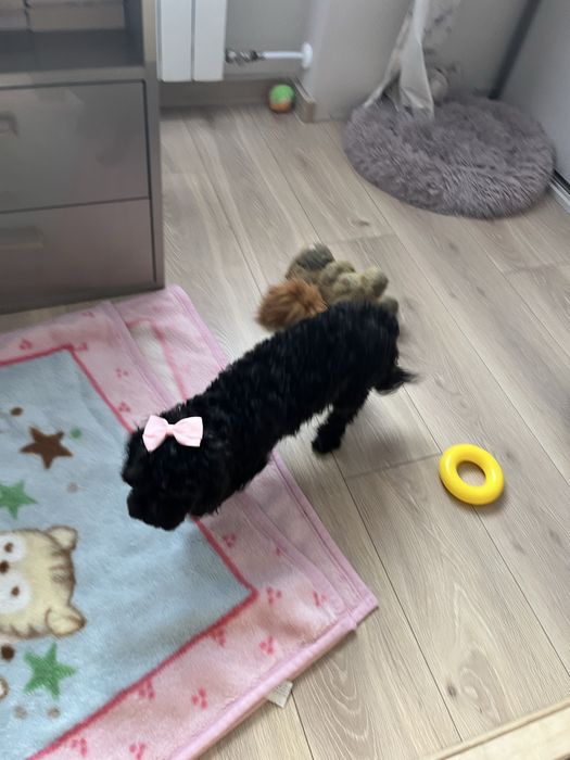 Cudowna suczka cavapoo