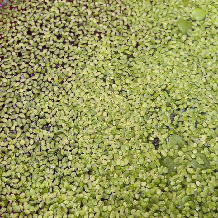 Aquário plantas Lentilha-d'água /lemna menor