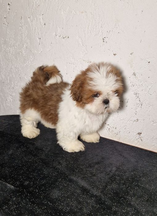 Sprzedam pieski Shihtzu