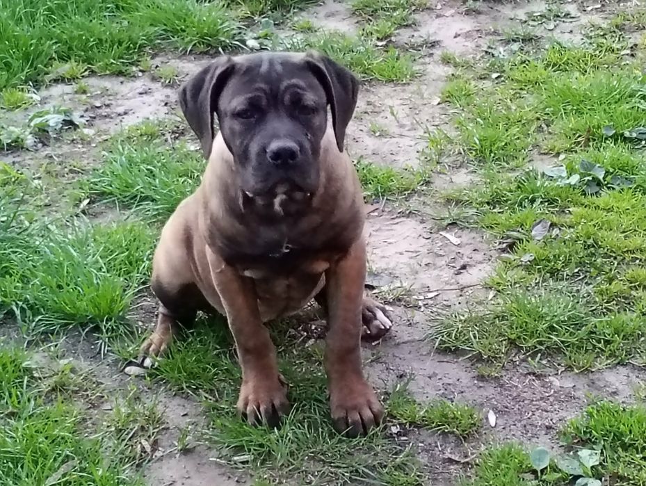 Cane Corso Sunia