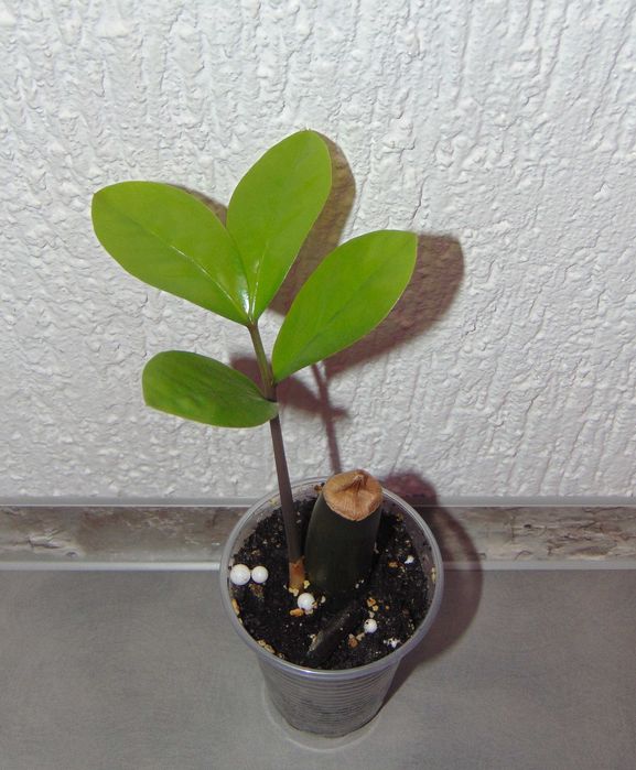 Заміокулькас замієлистий, доларове дерево