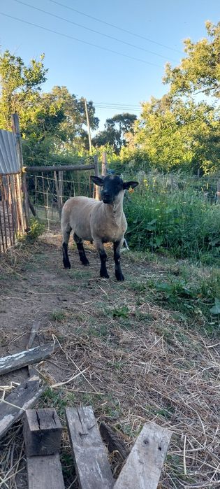 Malato Suffolk X southdow