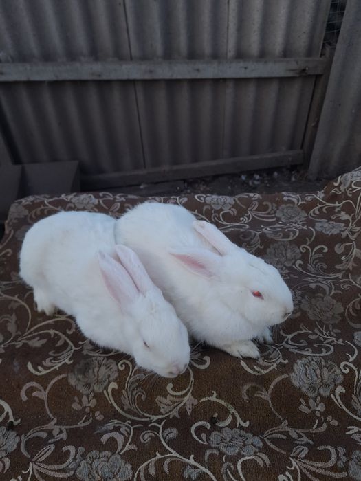 Самочки термонці