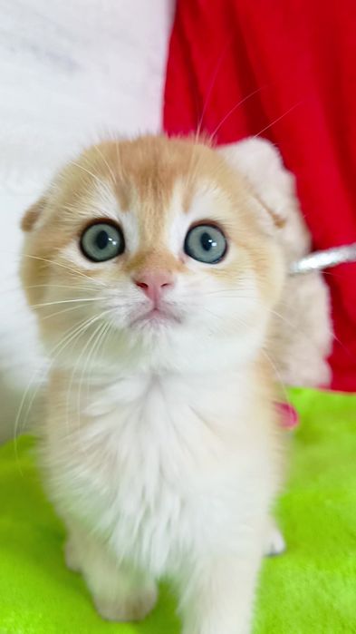 Нежнейший котик золотая шиншилла