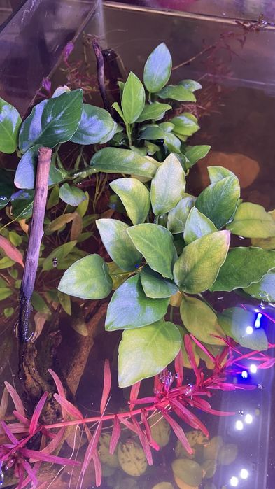 Plantas, rochas, troncos de aquario