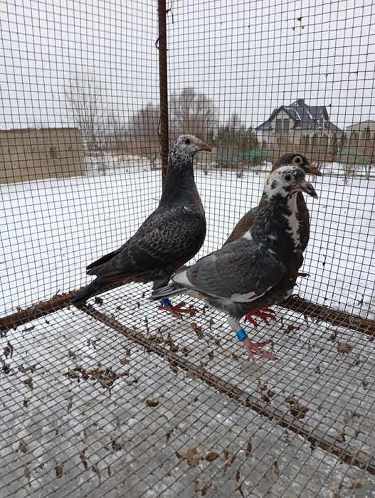 Gołębie pocztowe kolorowe karty własności