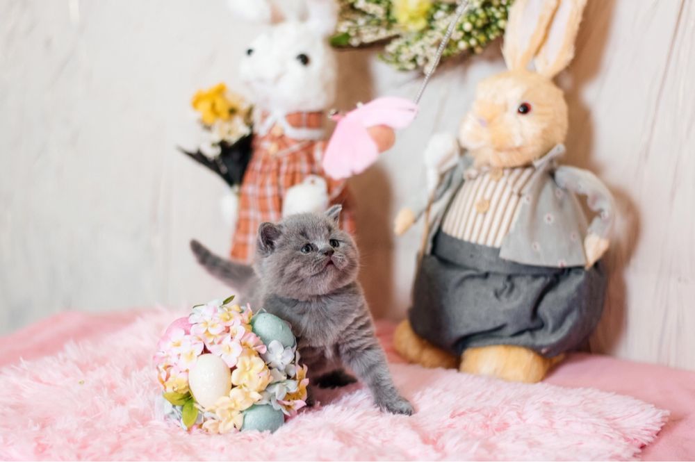 Маленькі шотландці