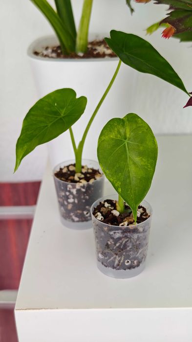 Planta interior Alocasia gageana aurea