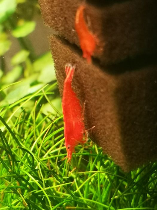Krewetki Red Cherry Neocaridina Davidi Shrimp Selekcjonowane!