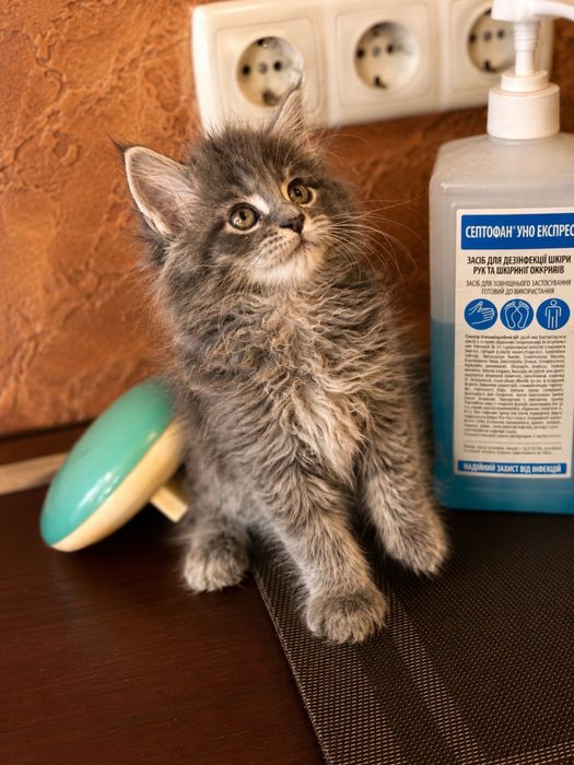 Мэйнкун кошенята