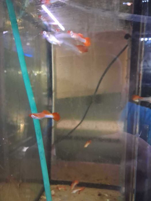 Poecilia reticulata gupik koi
