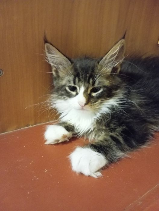 Мейн Кун мальчик 2,5 месяца