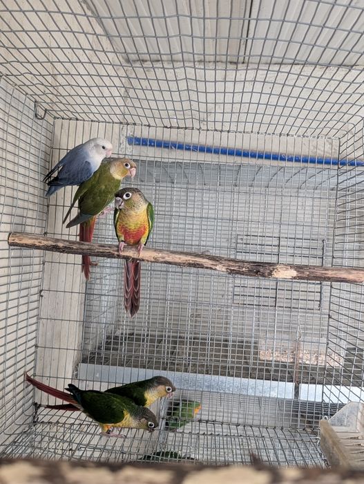 Pyrrhuras Molie, Ring Necks, Caturras, Roselas Penantes e Agapórnis