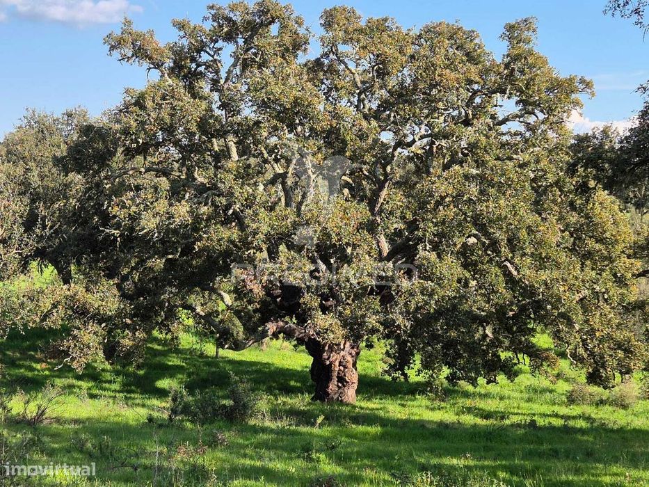 Terreno rústico no Alentejo – natureza, tranquilidade e potencial d...