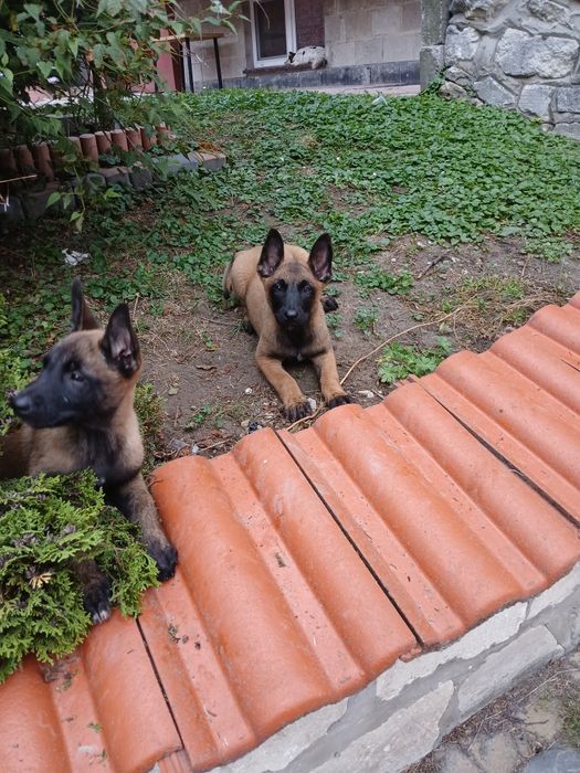 Szczenię owczarek belgijski malinois