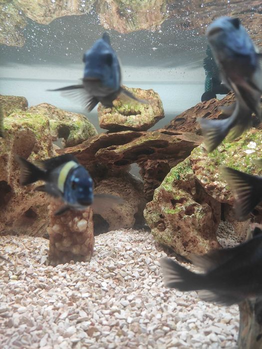 Aquário, estrutura 300 litros filtro