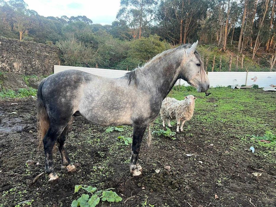 Vários Cavalos dóceis para venda