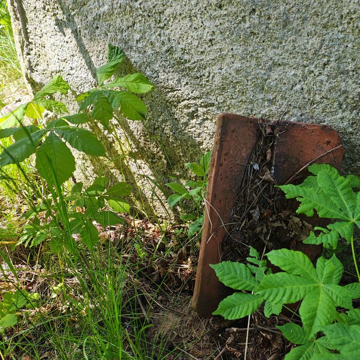 Sadzonki Kasztanowca