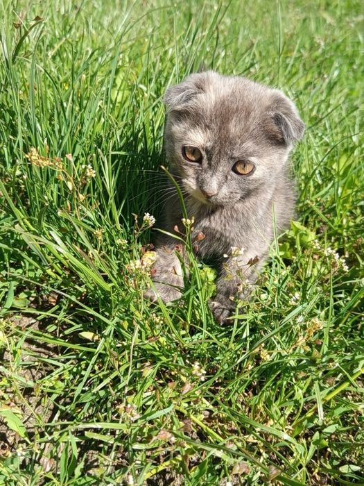 Віддам котиків в хороші руки