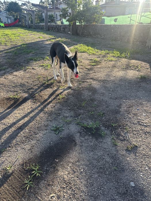 Cao para dar com 1 ano