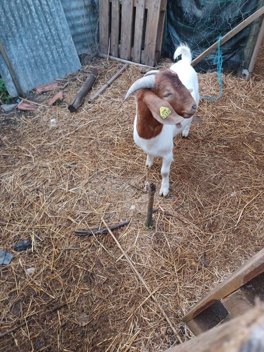 Cabrito da raça Boer 16 meses