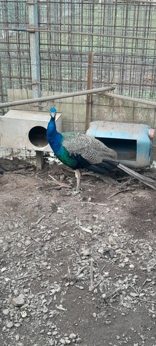 Pavões machos Azuis