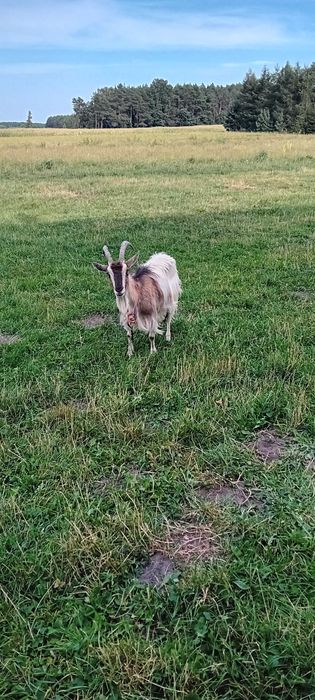 Sprzedam kozę z mlekiem i koziołki