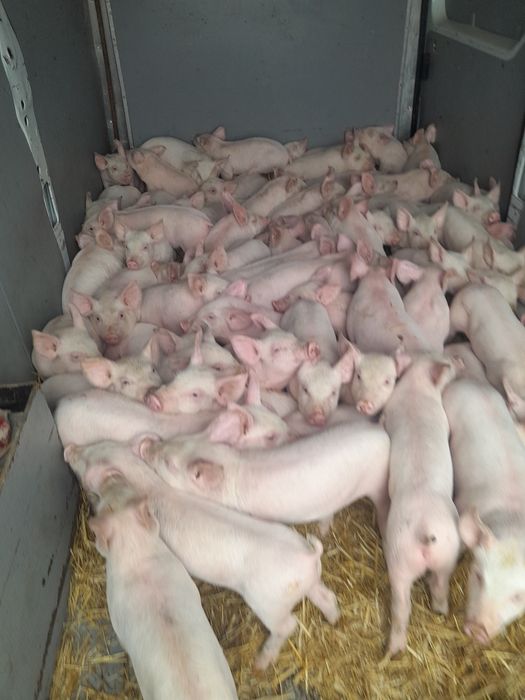Продам поросят мясного напрямку