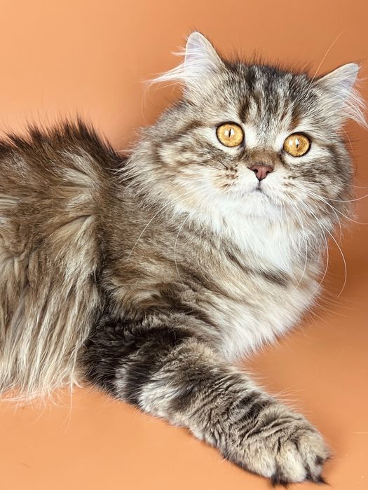 Шотландская кошечка хайленд.