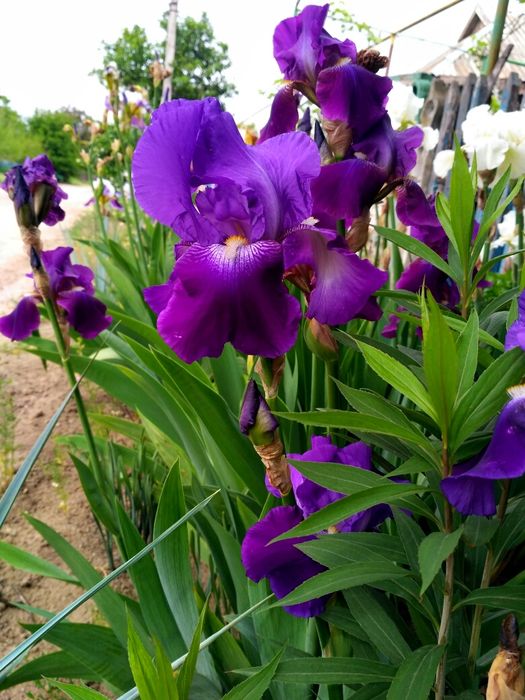 Ирис фиолетовый интересный