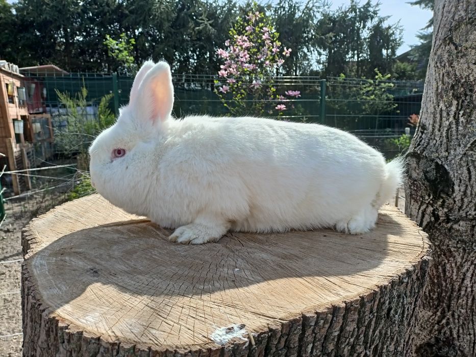 Króliki rasy Nowozelandzki biały