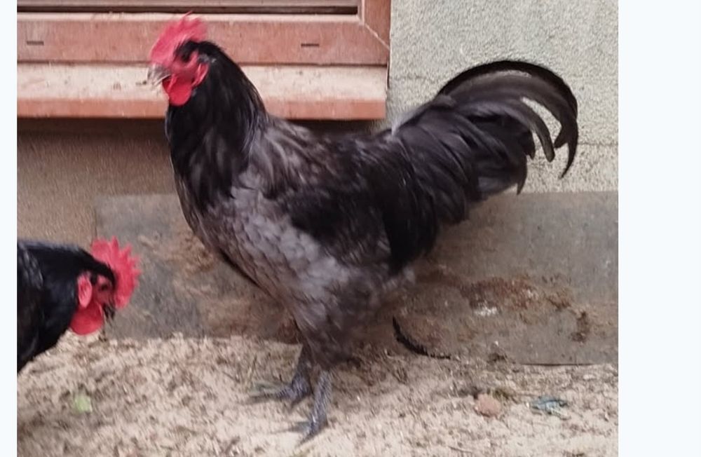 Kogut Australorp