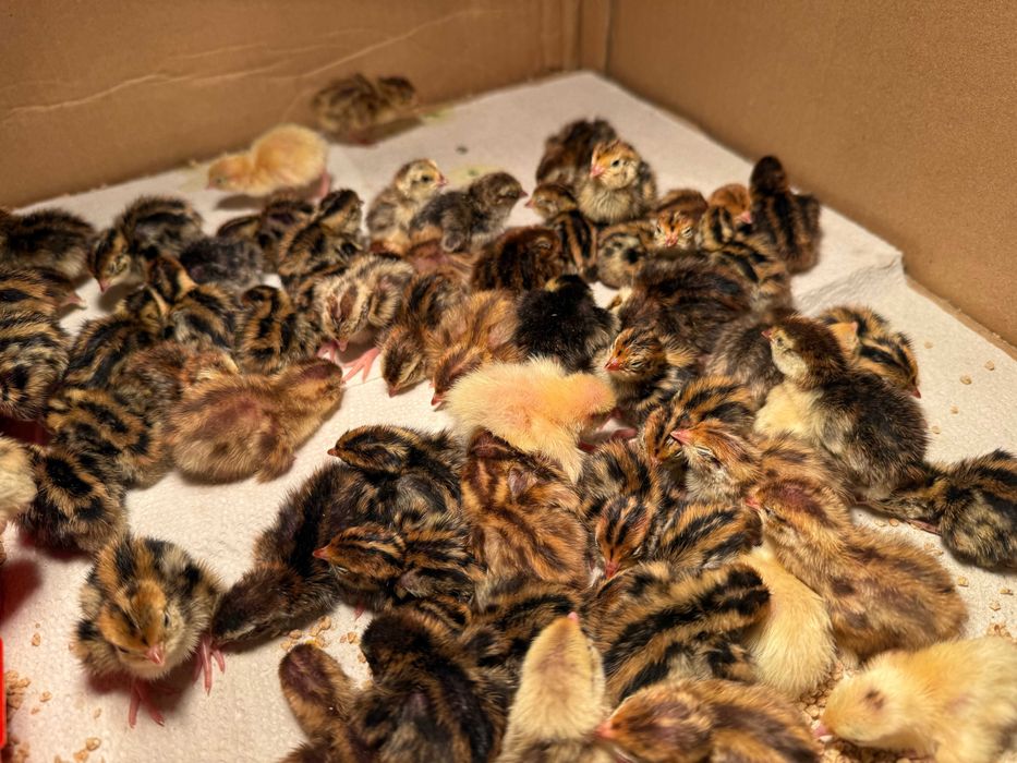 Jaja lęgowe przepiórki japońskiej 90 szt