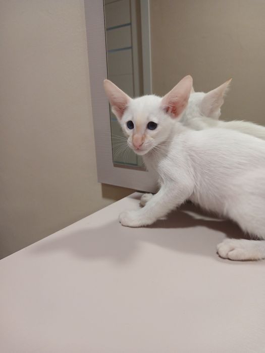 Орієнтальний хлопчик