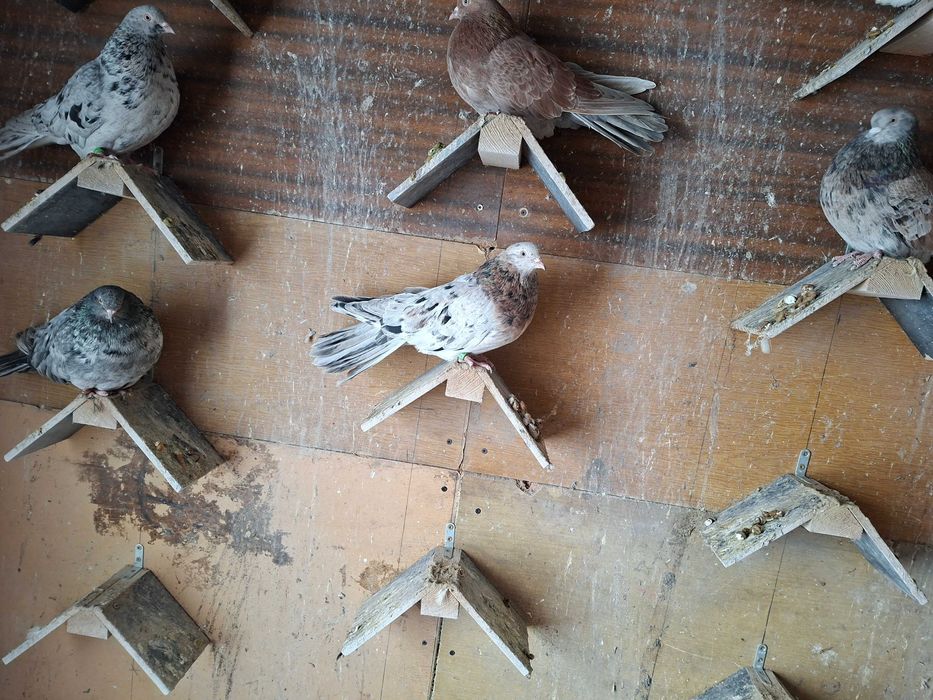 Gołębie mikołajewskie