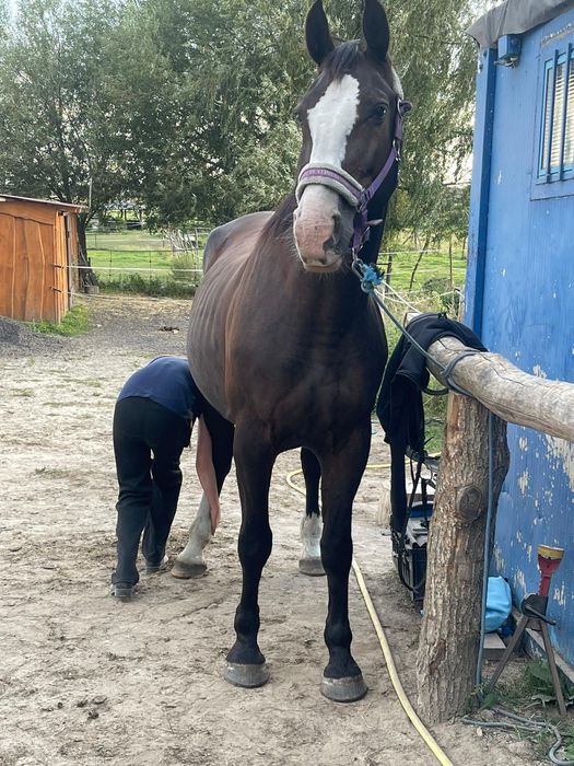 Sprzedam klacz Śląską, źrebna, programowa